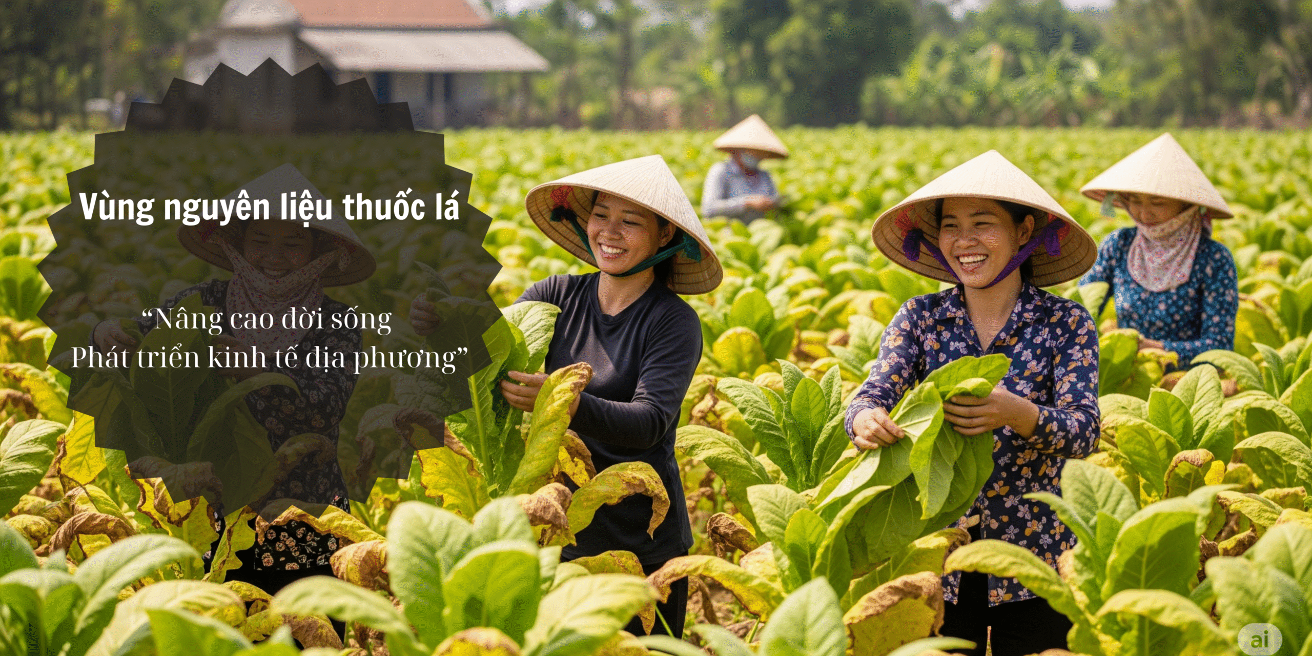 vùng trồng nguyên liệu thuốc lá sunrise