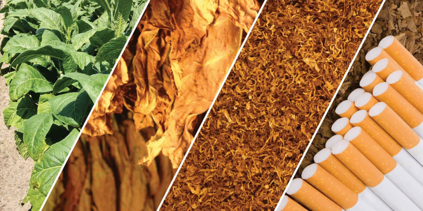 sản phẩm từ lá thuốc của Sunrise Tobacco